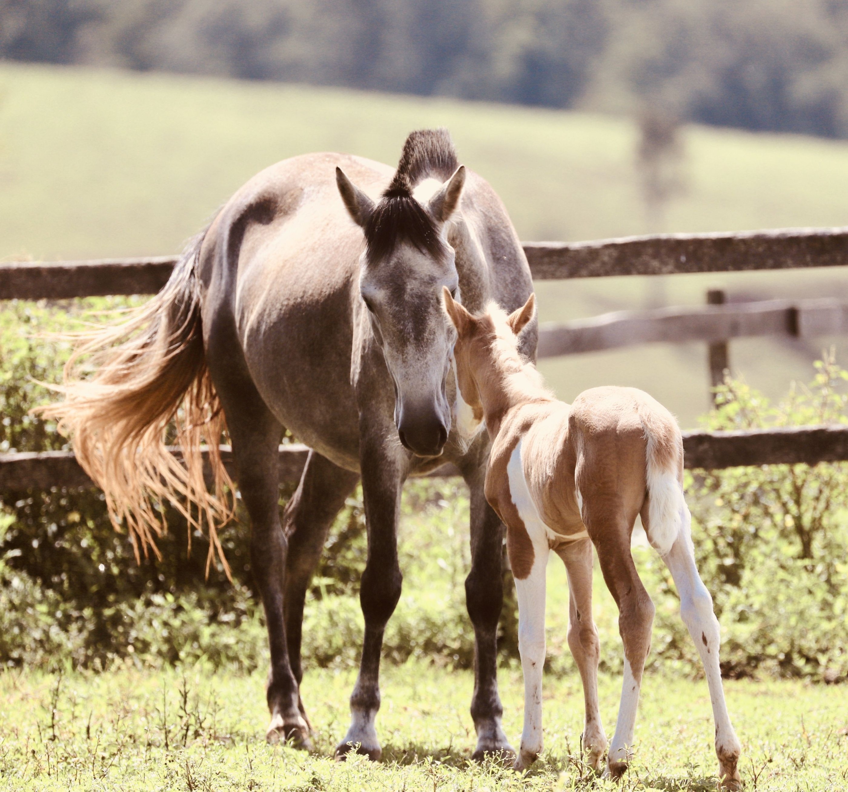 Equine Reproduction: Your Global Knowledge Gateway