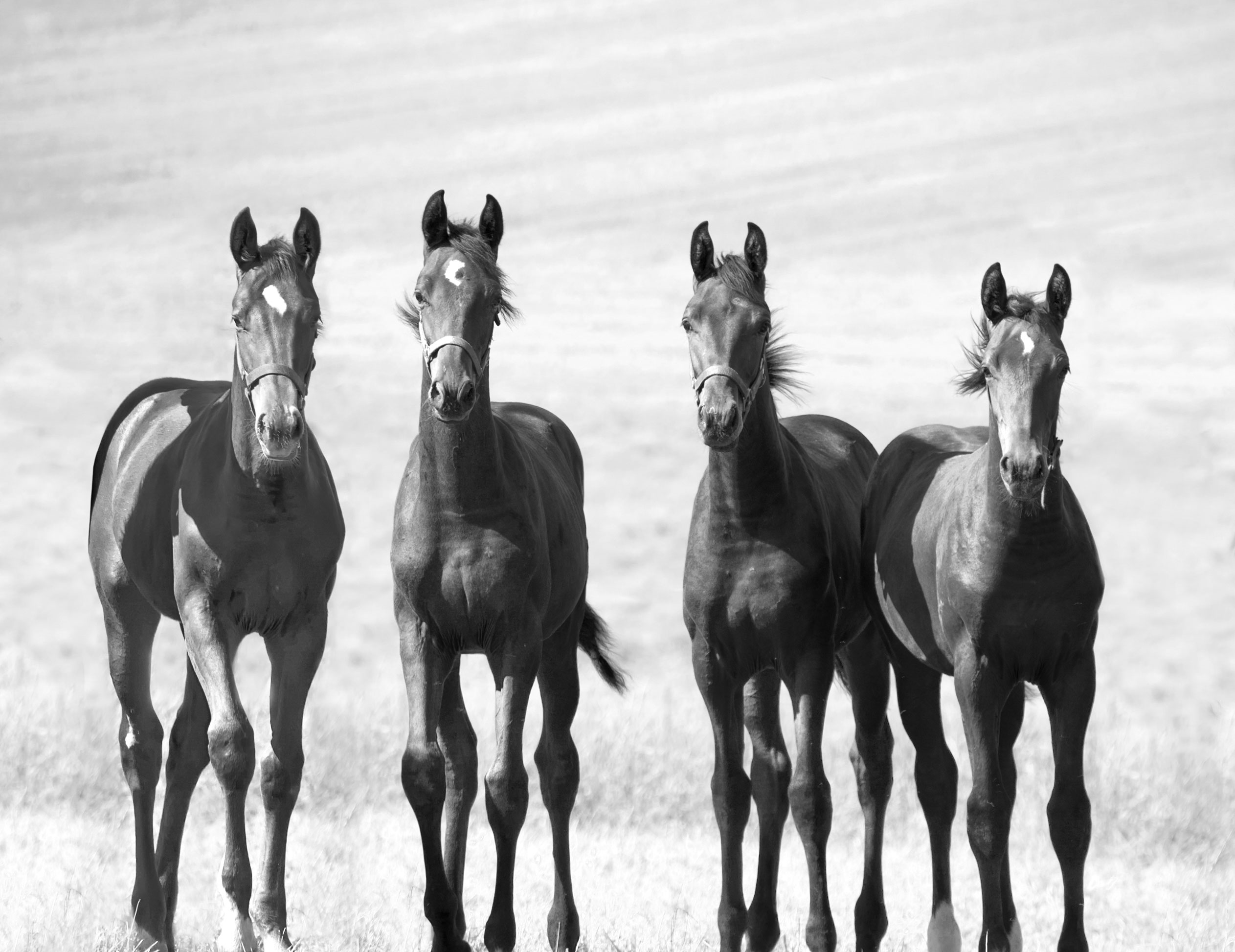 Equine Reproduction: Your Global Knowledge Gateway