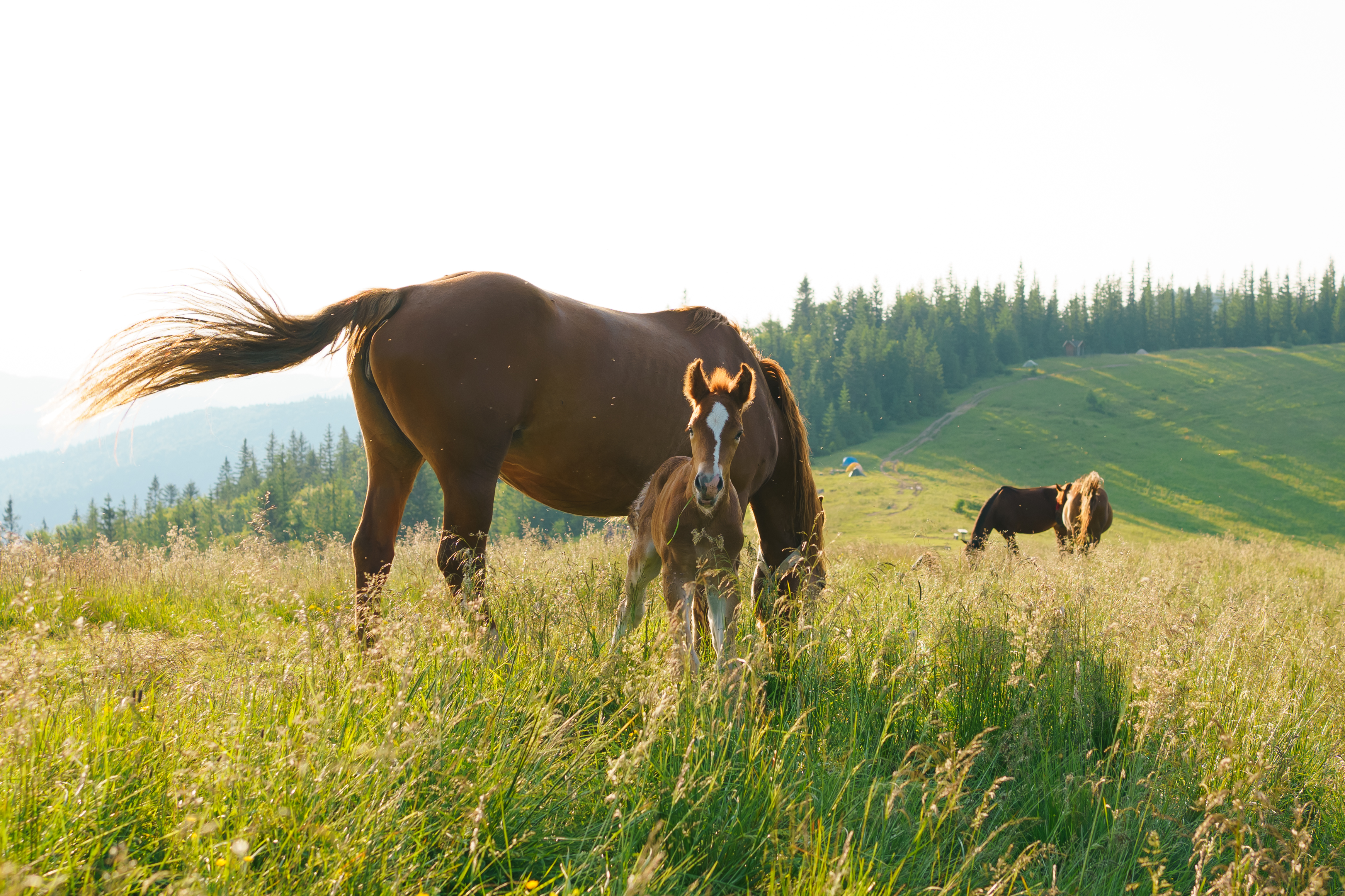 Become an ISER Member