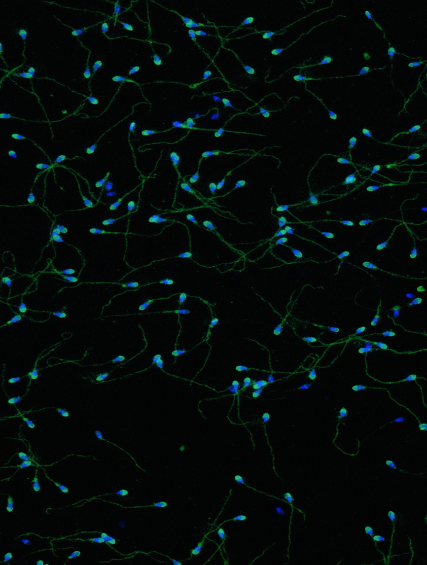 Advancing Equine Reproductive Science Through Shared Knowledge