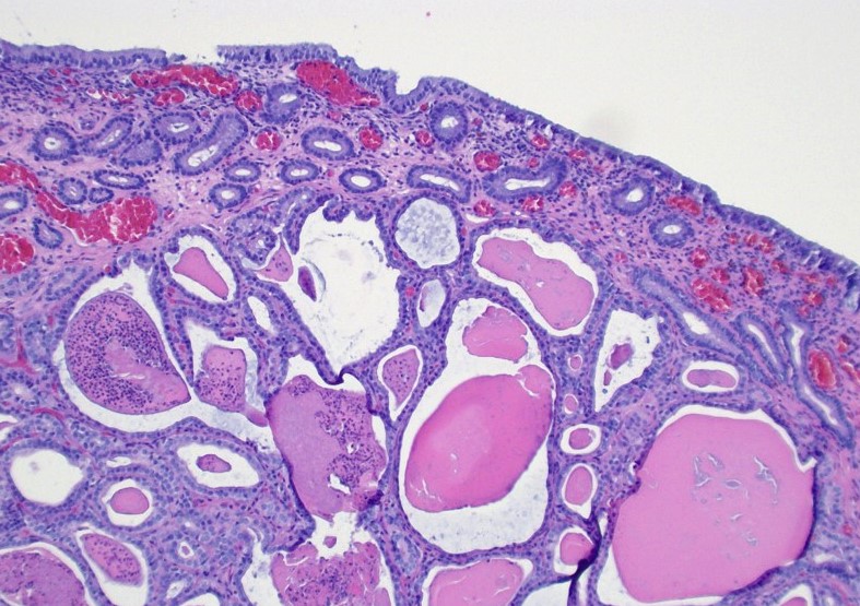 Elevating Equine Reproduction: Where Science Meets Practice