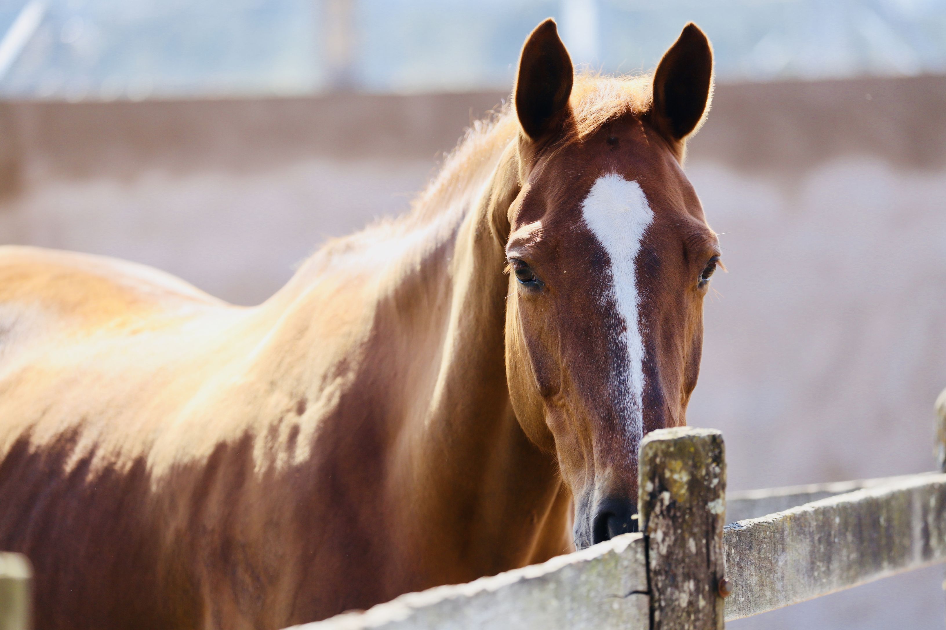 Pharmaceutical Companies