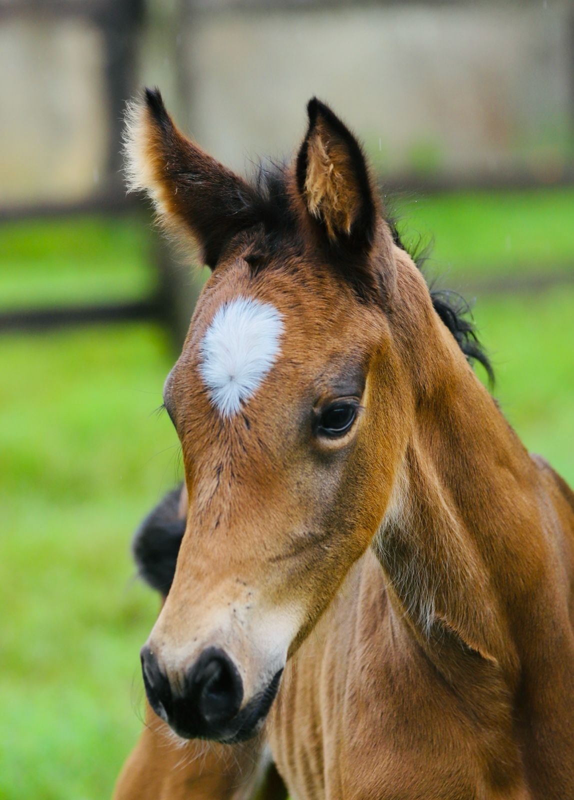 Equine Reproduction Career