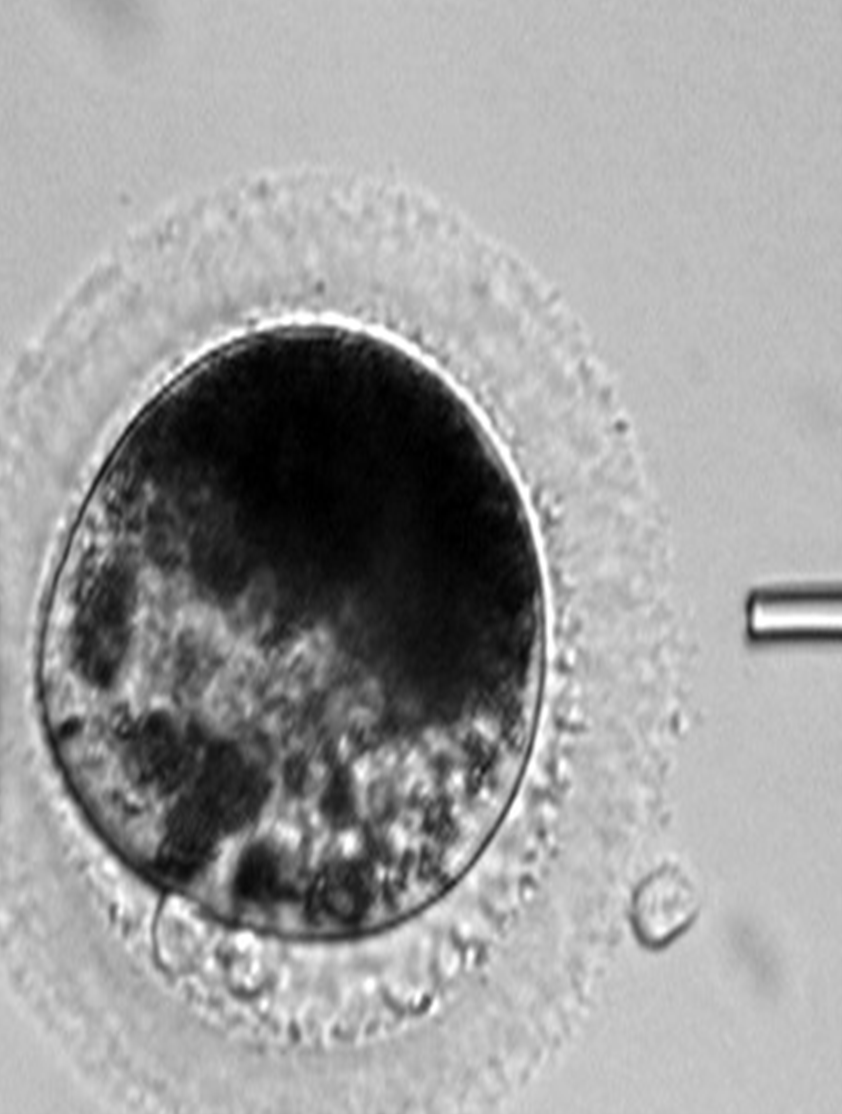 Enhancing Your Equine Reproductive Knowledge, One Month at a Time