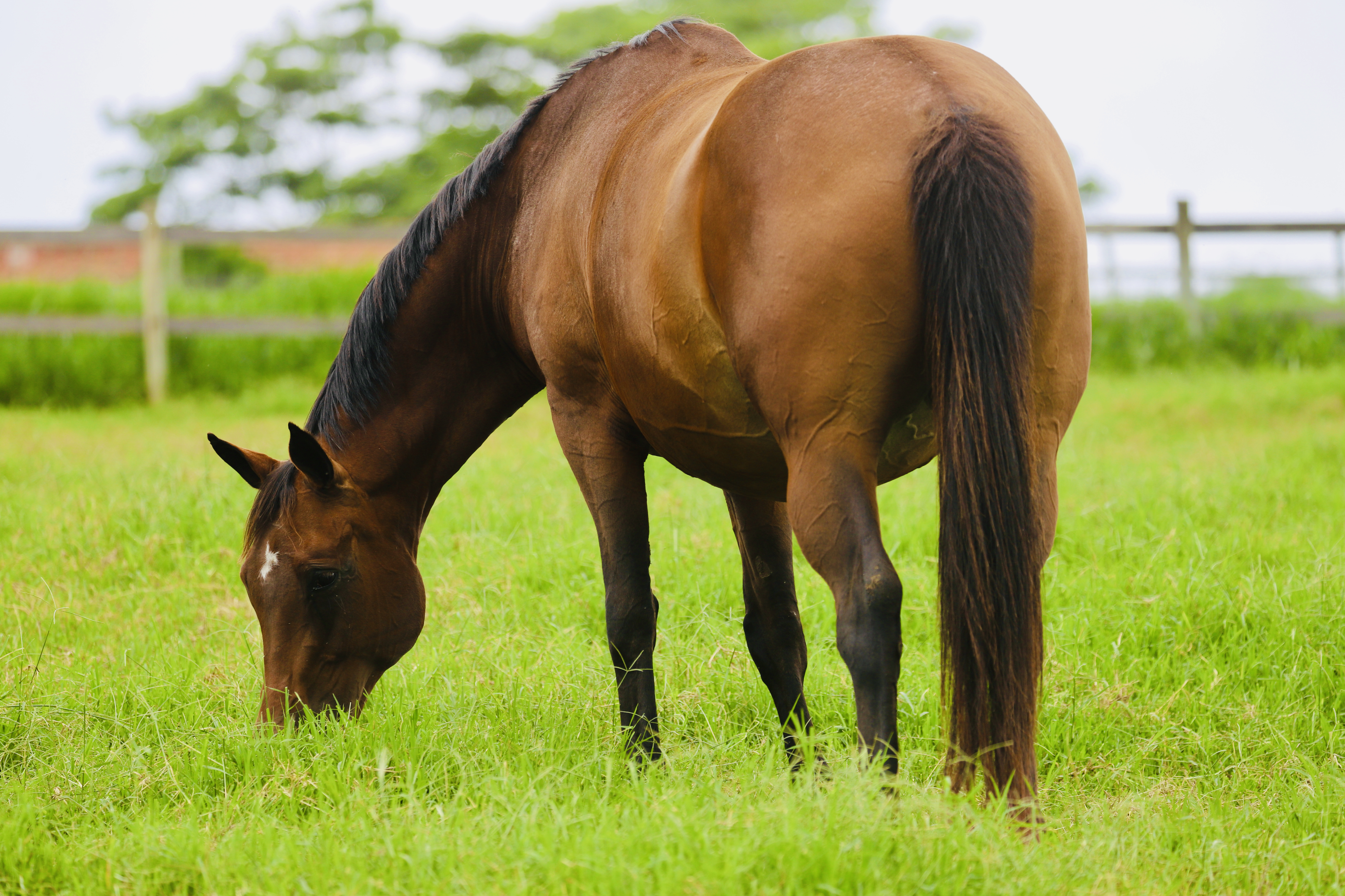 Clinical Management of the Problem Mare